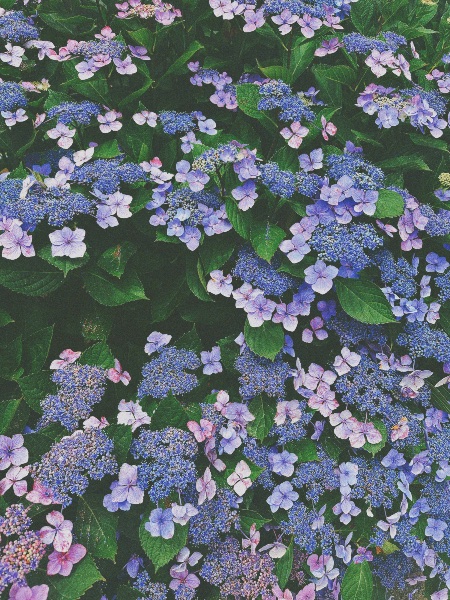 Maine