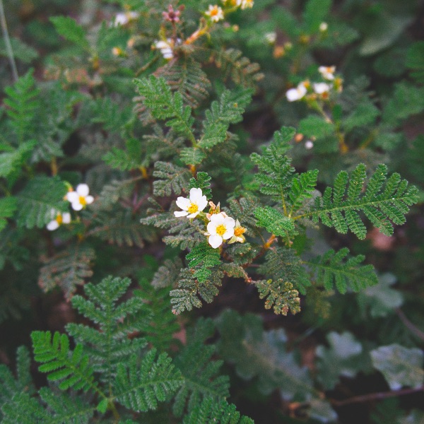A nice flower